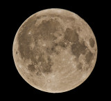 _7300879cropsm.jpg