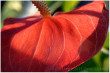 Anthurium.