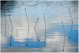 Reflected reeds.