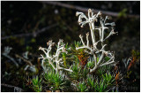 Lichen.