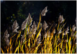 Autumn grasses (backlit, of course).