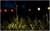 Night grass.
