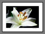 White lily (again)