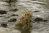 Hippo splashing in the water
