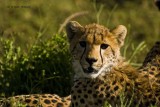 young cheetah