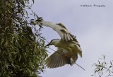 Night Heron