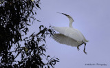 Egret