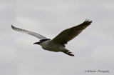 Night Heron