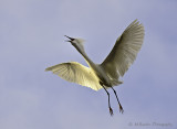 Egret in Flight