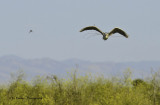 Night Heron