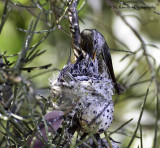 Hummingbird feeding her chicks