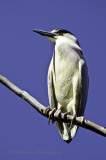 Night Heron