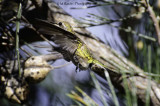 Anna Hummingbird