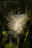 Snowy Egret Feather