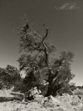 Solitary Oak
