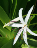 White Beach Flower