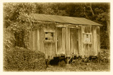 Coffee Shack at Holualoa