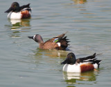 Blue-winged Teal & Northern Shoveler, Drakes