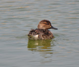 Green-winged Teal, Hen