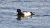 Lesser Scaup, Drake