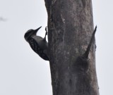 Male Eastern Hairy Woodpecker