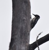 Male Eastern Hairy Woodpecker