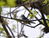 Male Blackpoll Warbler