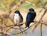 Tree Swallows