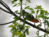 Blackburnian Warbler, Male Alternate Plumaged