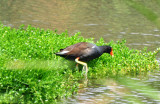 Common Gallinule, Alternate Plumage