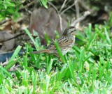 Lincolns Sparrow