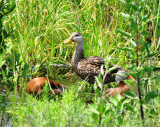 Mottled and Black-bellied Whistling-Ducks