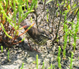 Northern Waterthrush