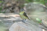 Philadelphia Vireo