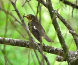 Swainsons Thrush