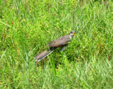 Yellow-billed Cuckoo