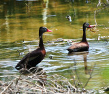 Black-bellied Whistling-Duck