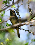 Empidonax sp. (Least or Yellow-bellied Flycatcher)