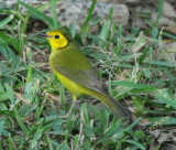 Hooded Warbler, Female