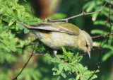 Tennessee Warbler