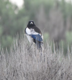 Black-billed Magpie