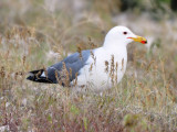 California Gull