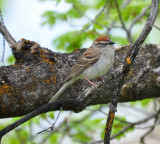 Chipping Sparrow