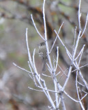 Empidonax sp. (Dusky or Hammonds Flycatcher)