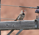 Red-shafted Northern Flicker, Male