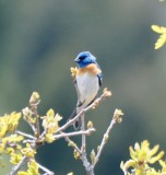 Lazuli Bunting, Male