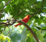 Summer Tanager, Male