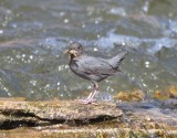 American Dipper