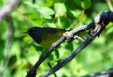 MacGillivrays Warbler, Male