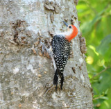 Red-bellied Woodpecker, Adult Male